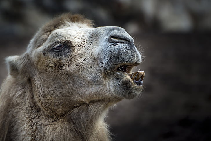 Camel, dier, tand, zahnreinigung, bont, schip van de woestijn, hoofd