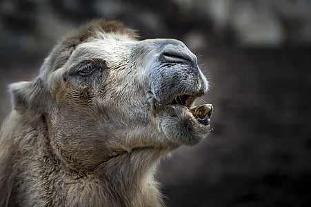camel, animal, tooth, zahnreinigung, fur, desert ship, head