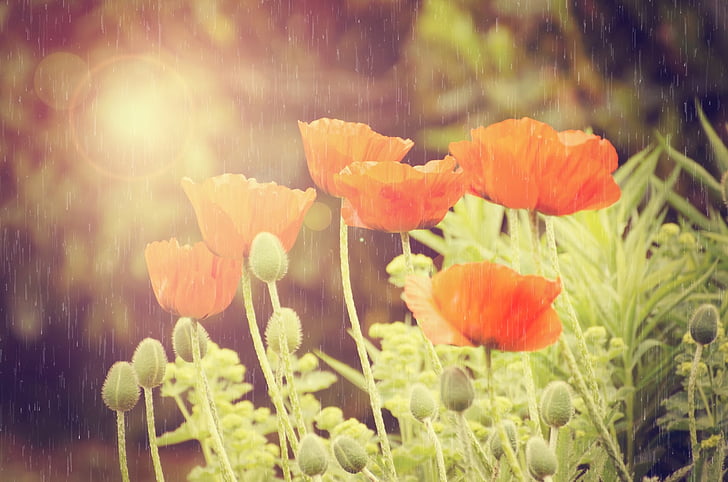 flowers, flower, rain, weather, natural, nature, spring