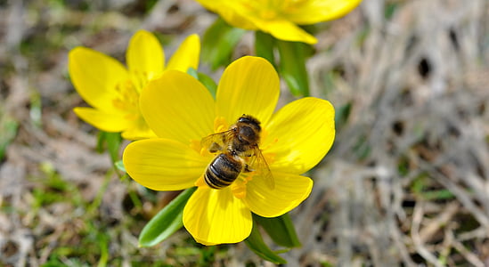 winterling, flower, blossom, bloom, yellow, bee, insect
