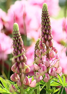 lupins, pink, blue, summer, flowers, garden, sunshine