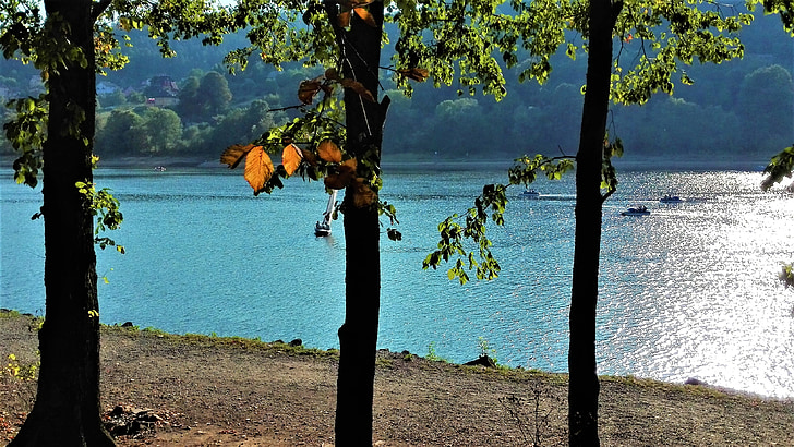 дерево, озеро, Вересень
