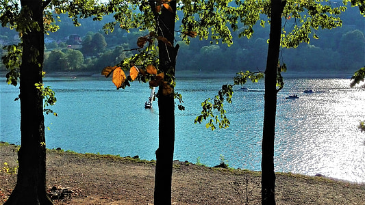 træ, søen, september