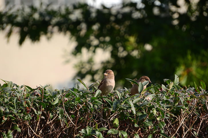 sparrow, mláďě, house sparrow, bird in the bush