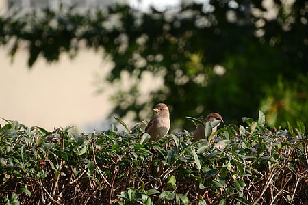 Sparrow, mláďě, Vrabec domácí, pták v buši
