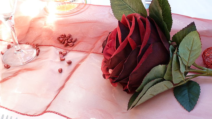 Rosa, vermell, romàntic, flors, afecte, l'amor, sentiments