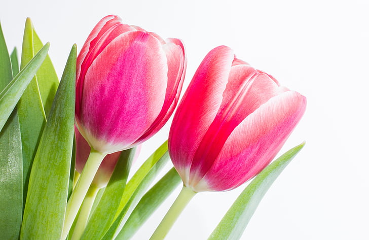 tulips, pair, spring, pink, flamed, flower, blossom