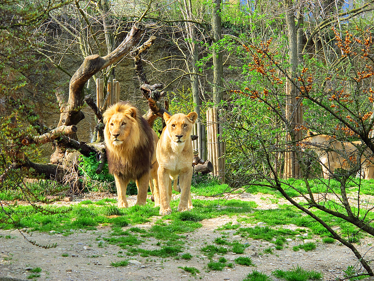Leão, Leoa, jardim zoológico, predador, peles, selvagem, animal
