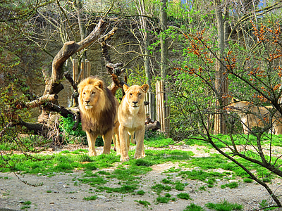 Лъв, лъвица, Зоологическа градина, Хищникът, кожа, диви, животните