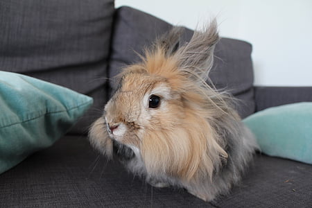 kanin, angorakanin, Japansk kanin, soffa kanin, Tama kaniner