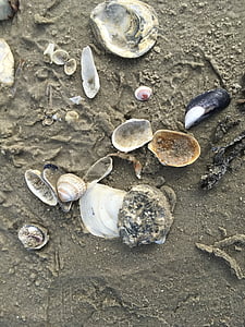 north sea, beach, sand, mussels, flotsam, coast, by the sea