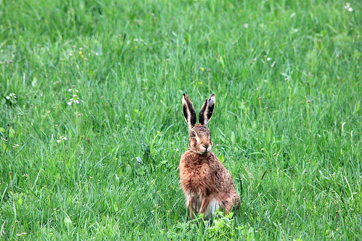 grass, meadow, hare, lakshmi, animal, nature, rabbit - Animal