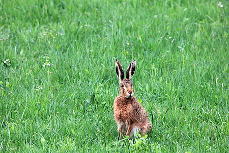 gräs, äng, Hare, Lakshmi, djur, naturen, kanin - djur