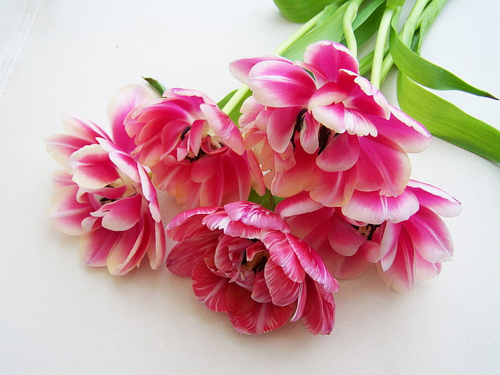 Tulip bukett, rosa, Cut Blomster, blomst, rosa fargen, Peony, skjønnhet