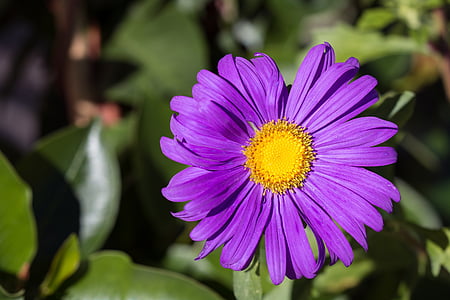 Marguerite, vijolična, vijolična, cvet, cvetlični vrt, v vrtu, vrt