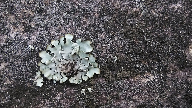 licheni, roccia, Yuhuang ding