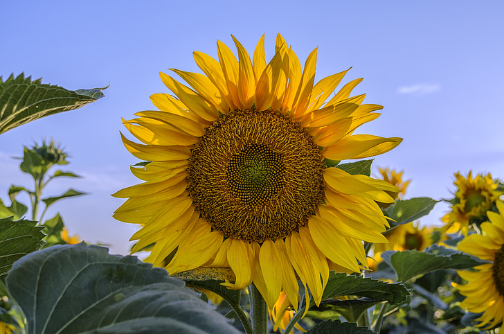 zonnebloem, zomer, zon, gele bloem, planten, Sunflower, geel, geel