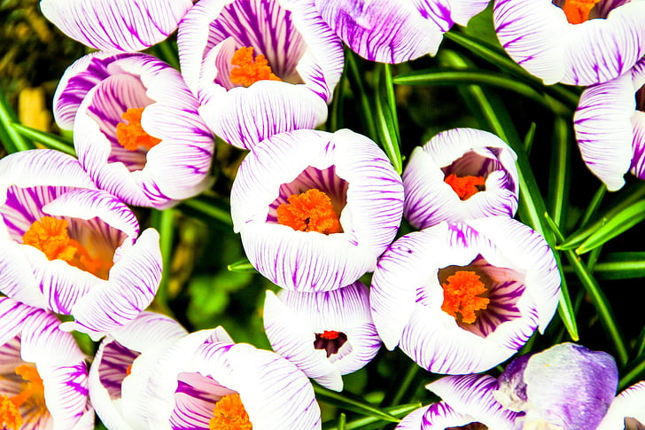 crocus, flower, purple, white
