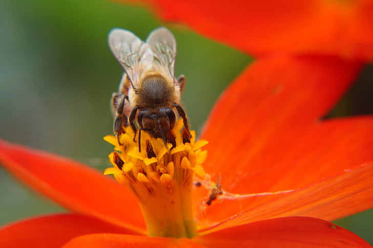 abelha, polinização, flor, flores, inseto, pólen, natureza