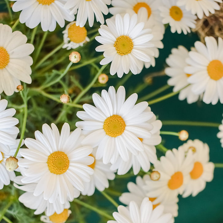 Daisy, bunga, alam, musim semi, bunga, tanaman, putih