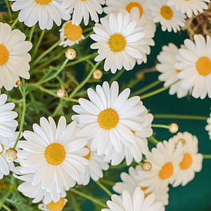 Daisy, blomst, natur, forår, blomstermotiver, plante, hvid