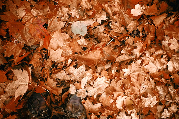 Syksy, kuivia lehtiä, syksyllä, jalat, lehdet, vaahteran lehdet, kengät