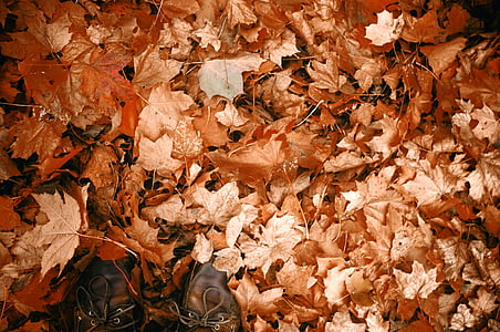 秋, 乾燥葉, 秋, フィート, 葉, カエデの葉, 靴