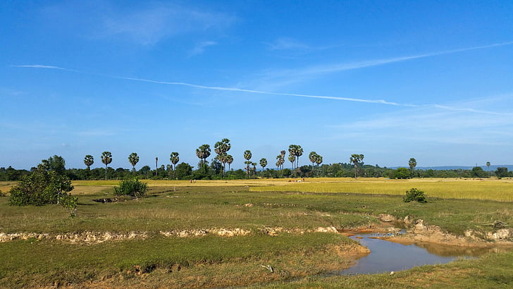 Cambodja, Asien, Siem reap, provinsen, landskab, palmer, ris felter