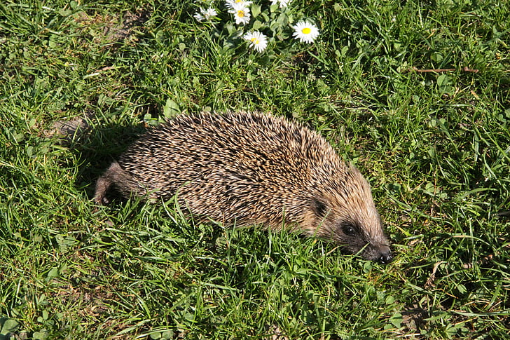 hedgehog, nature, animal, spur, cute, animal world, meadow