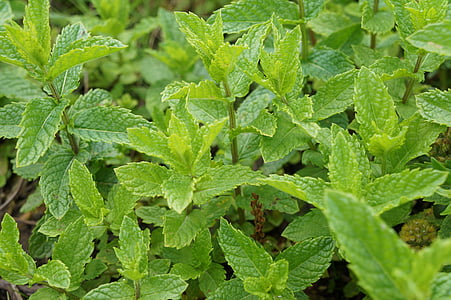 peppermint, green, mint, leaves, garden, herbs, nature