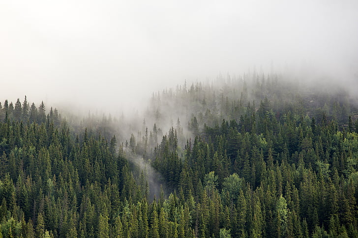 Highland, verde, alberi, pianta, montagna, nebbia, freddo