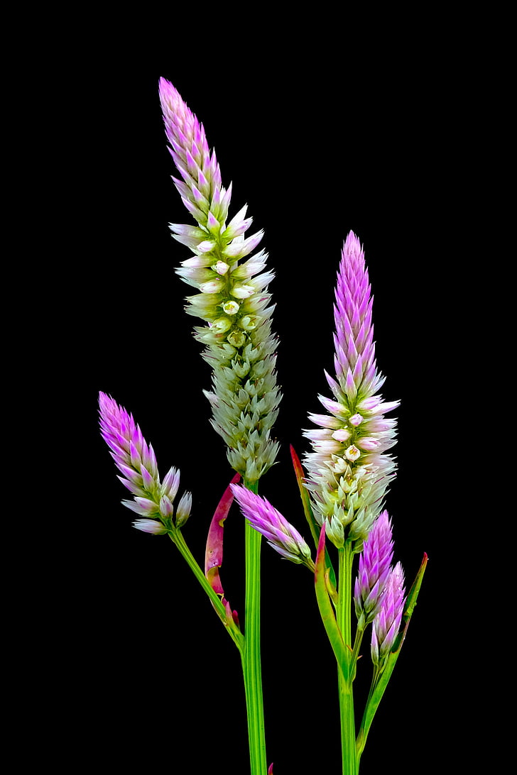 pink, purple, plant, flower, flora, nature, leaves