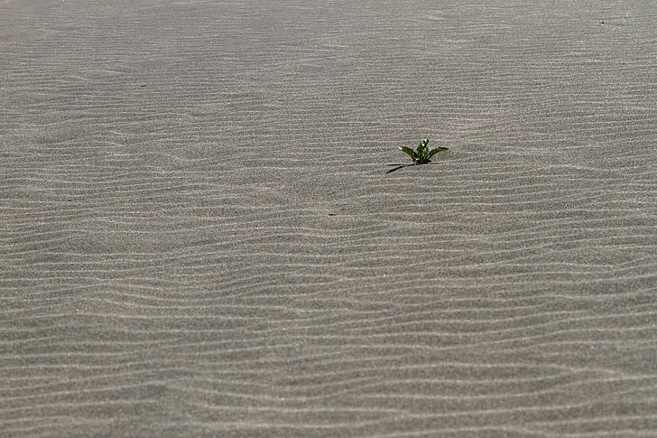 solitário, areia, Praia de areia, que artista da vida, deixar
