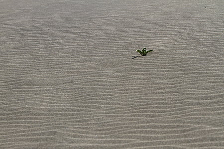 Yalnız, kum, kum plaj, hayat sanatçısı, bırakın