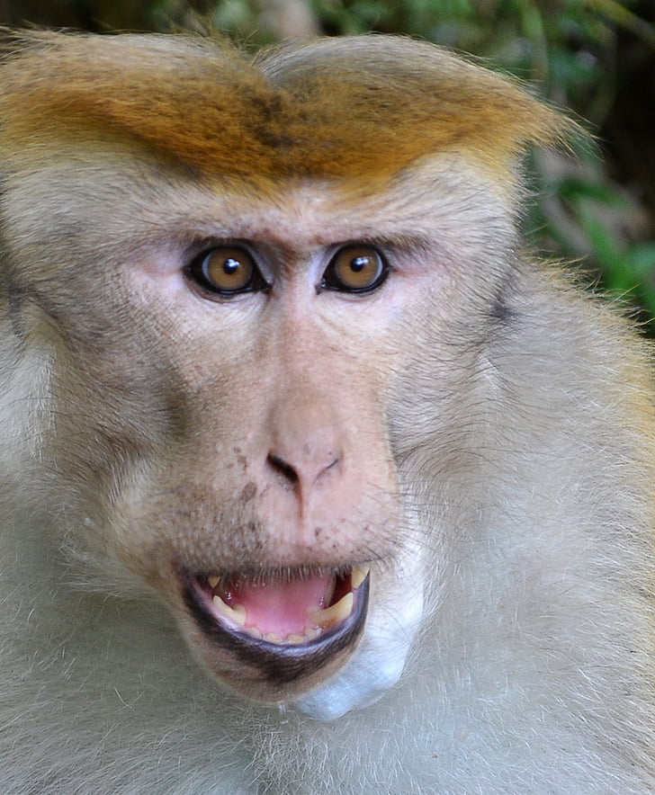 singe, face de singe, visage, animal, colère, Sri lanka, Peradeniya