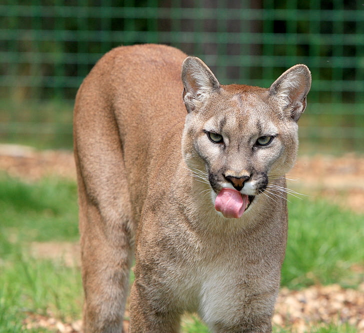 Cougar, Puma, Singa Gunung, hewan, kucing, besar, kucing