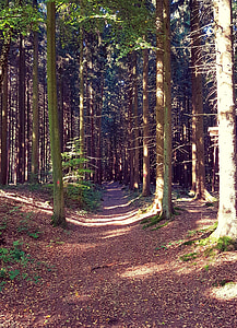 bosc, camí del bosc, tardor, a peu, arbres, natura, distància