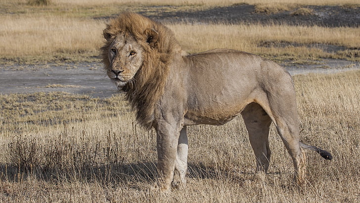 Lev, Příroda, zvíře, Wild, volně žijící zvířata, Africká, přírodní