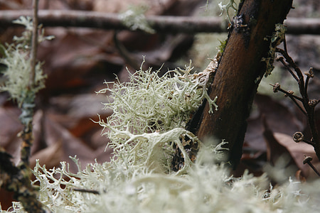 champignon, lichen, point de riz, nature