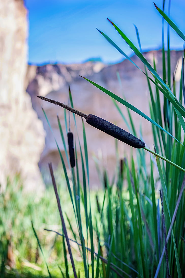 cattail, reed, pond, swamp, plant, nature, brown