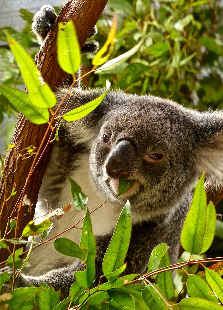 Koala, jede, medvjed, eukaliptus, Australija, umiljat, lišće