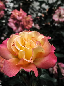 Bloom, zár, hiányos, tavaszi, virágok, szelíd, Rózsa
