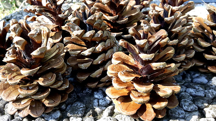 pine cones, cone, pine, fir, nature, pine nuts, brown