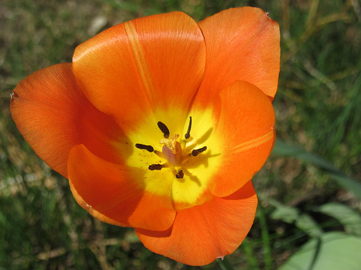 Tulipa, flor, flor, pètals, segell, pol·len, tancar