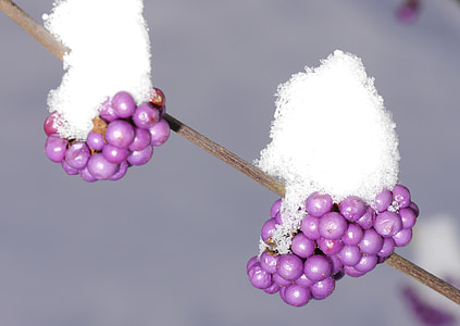 sprinkles shrub, lamiaceae, violet, purple schönfrucht, purple, nonpareils, luminous fruits