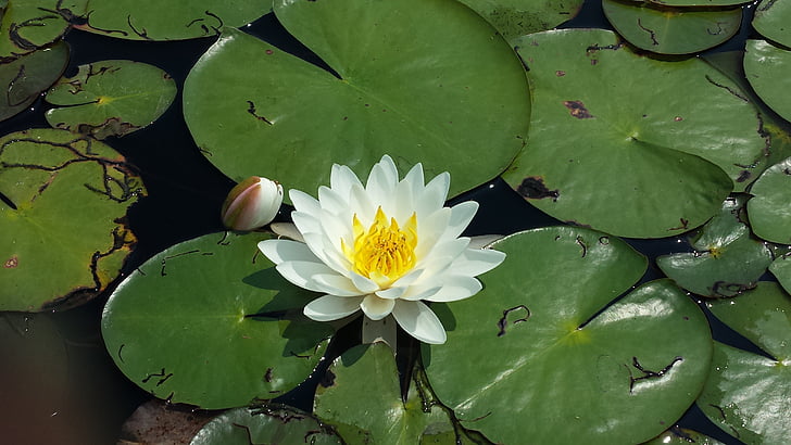 Lily pad, Blume, Teich, Teich-Blume, Natur, Grün, ruhigen