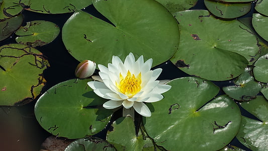 lily pad, flower, pond, pond flower, nature, green, tranquil