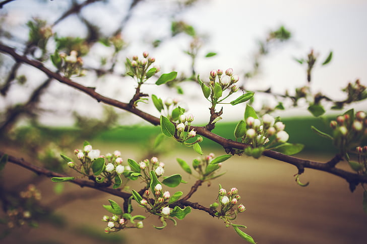 young, apple, tree, flowers, spring, green, leaf
