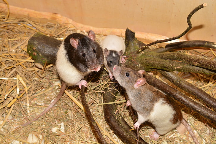rat, animal, rongeur, image, rat de couleur, Rattus norvegicus forma domestica, famille