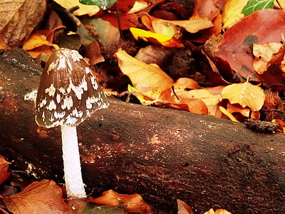 autumn, mushroom, leaves, forest, nature, wood